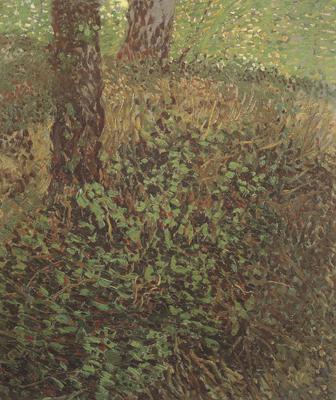 Vincent Van Gogh Undergrowth (nn04)